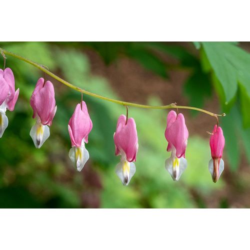 Horton, Janet 아티스트의 Issaquah-Washington State-USA Bleeding Heart (Lamprocapnos spectabilis) flowers작품입니다.